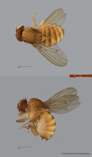Drosophila (Drosophila) sp. "ZRCBDP0090247"•&copy; Miteshravin S/O Ravindran•All Rights Reserved