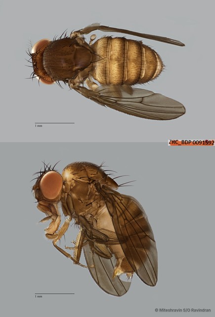 Drosophila (Drosophila) sp. "ZRCBDP0091592"•&copy; Miteshravin S/O Ravindran•All Rights Reserved