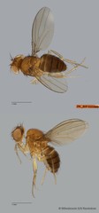 Drosophila sp. "ZRCBDP0102872"•&copy; Miteshravin S/O Ravindran•All Rights Reserved