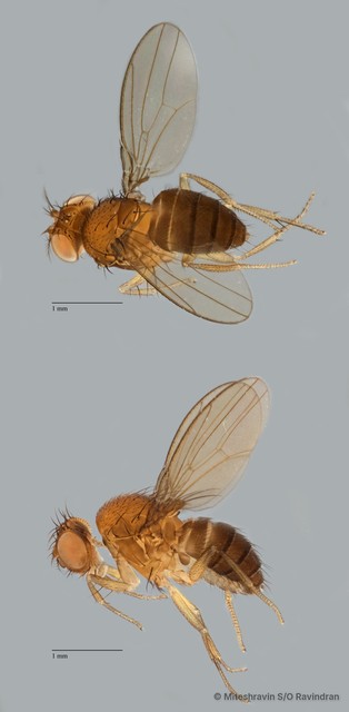 Drosophila sp. "ZRCBDP0102872"•&copy; Miteshravin S/O Ravindran•All Rights Reserved
