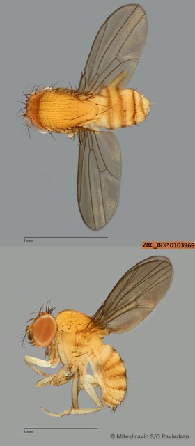 Drosophila (Sophophora) sp. "ZRCBDP0103969"•&copy; Miteshravin S/O Ravindran•All Rights Reserved