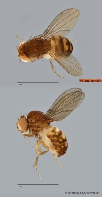 Drosophila repleta species-group•&copy; Miteshravin S/O Ravindran•All Rights Reserved