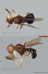 Hypselothyrea sp. "ZRCBDP0090069"•&copy; Miteshravin S/O Ravindran•All Rights Reserved