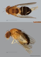 Leucophenga sp. "ZRCBDP0079973"•&copy; Miteshravin S/O Ravindran•All Rights Reserved
