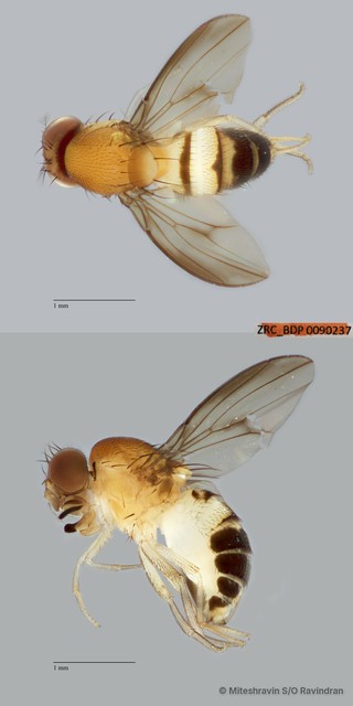 Leucophenga sp. "ZRCBDP0090237"•&copy; Miteshravin S/O Ravindran•All Rights Reserved