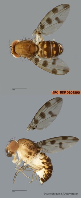 Leucophenga sp. "ZRCBDP0104890"•&copy; Miteshravin S/O Ravindran•All Rights Reserved