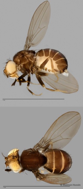 Liodrosophila sp. "ZRCBDP0025449"•&copy; Maimon Hussin•All Rights Reserved