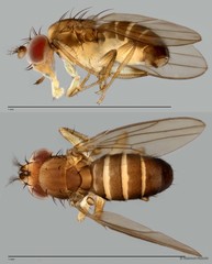 Microdrosophila sp. "ZRCBDP0001150"•&copy; Maimon Hussin•All Rights Reserved