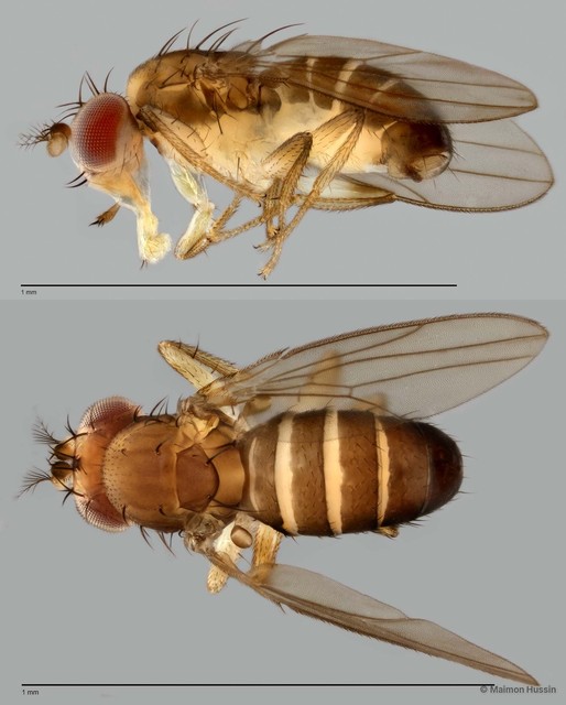 Microdrosophila sp. "ZRCBDP0001150"•&copy; Maimon Hussin•All Rights Reserved