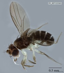 Microdrosophila sp. "ZRCBDP0001150"•&copy; Rene Ong•All Rights Reserved