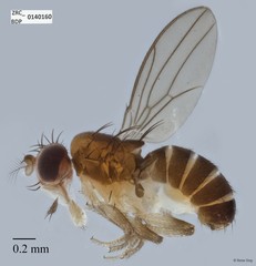 Microdrosophila sp. "ZRCBDP0001150"•&copy; Rene Ong•All Rights Reserved