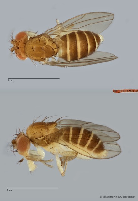 Microdrosophila sp. "ZRCBDP0090110"•&copy; Miteshravin S/O Ravindran•All Rights Reserved