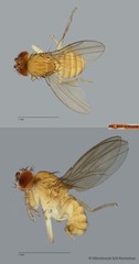 Microdrosophila sp. "ZRCBDP0090696"•&copy; Miteshravin S/O Ravindran•All Rights Reserved