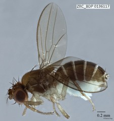 Microdrosophila sp. "ZRCBDP0090696"•&copy; Rene Ong•All Rights Reserved