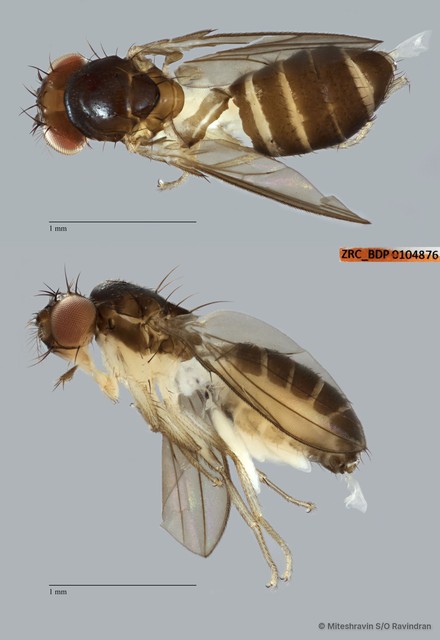 Microdrosophila sp. "ZRCBDP0104876"•&copy; Miteshravin S/O Ravindran•All Rights Reserved