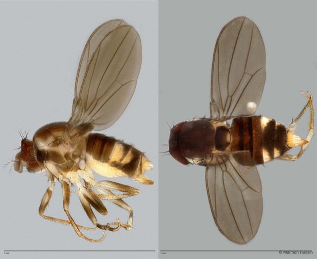 Mycodrosophila (Promycodrosophila) sp. "ZRCBDP0025382"•&copy; Maimon Hussin•All Rights Reserved