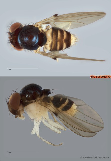 Mycodrosophila sp. "ZRCBDP0081577"•&copy; Miteshravin S/O Ravindran•All Rights Reserved