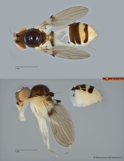 Mycodrosophila sp. "ZRCBDP0089796"•&copy; Miteshravin S/O Ravindran•All Rights Reserved