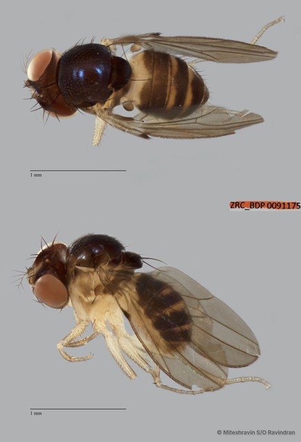 Mycodrosophila sp. "ZRCBDP0089950"•&copy; Miteshravin S/O Ravindran•All Rights Reserved