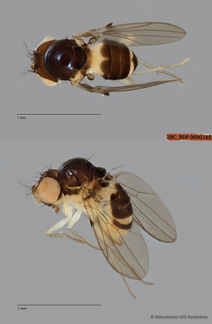 Mycodrosophila sp. "ZRCBDP0090188"•&copy; Miteshravin S/O Ravindran•All Rights Reserved