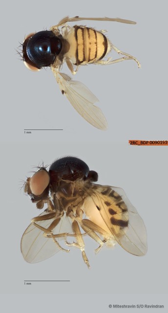 Mycodrosophila sp. "ZRCBDP0090193"•&copy; Miteshravin S/O Ravindran•All Rights Reserved