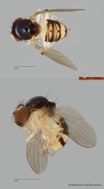 Mycodrosophila sp. "ZRCBDP0090599"•&copy; Miteshravin S/O Ravindran•All Rights Reserved