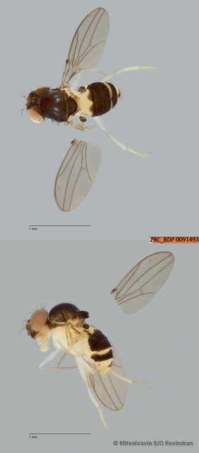 Mycodrosophila sp. "ZRCBDP0091493"•&copy; Miteshravin S/O Ravindran•All Rights Reserved