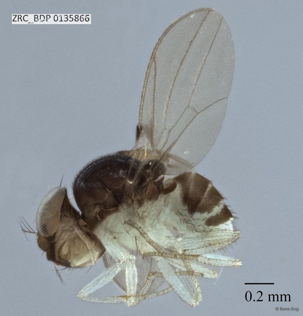 Mycodrosophila sp. "ZRCBDP0133986"•&copy; Rene Ong•All Rights Reserved