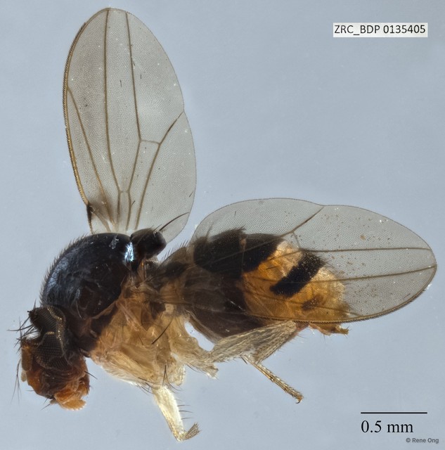 Mycodrosophila sp. "ZRCBDP0135405"•&copy; Rene Ong•All Rights Reserved