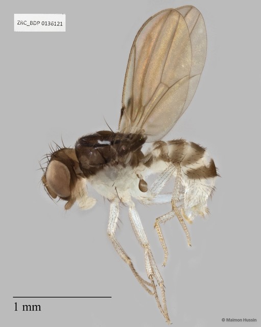 Mycodrosophila sp. "ZRCBDP0136121"•&copy; Maimon Hussin•All Rights Reserved