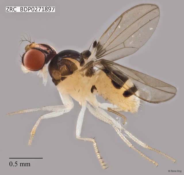 Mycodrosophila sp. "ZRCBDP0271897"•&copy; Rene Ong•All Rights Reserved