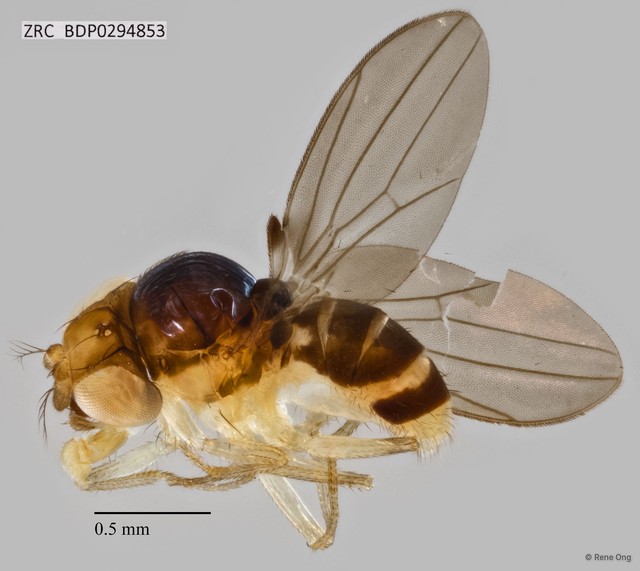Mycodrosophila sp. "ZRCBDP0291774"•&copy; Rene Ong•All Rights Reserved