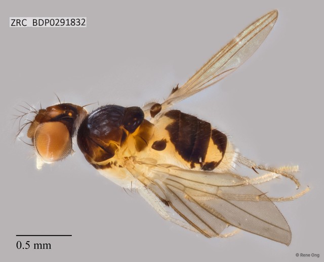 Mycodrosophila sp. "ZRCBDP0291832"•&copy; Rene Ong•All Rights Reserved
