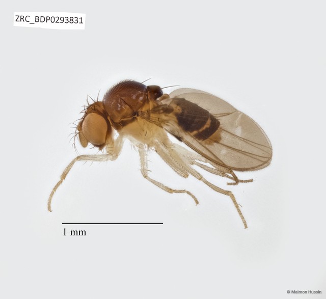 Mycodrosophila sp. "ZRCBDP0293831"•&copy; Maimon Hussin•All Rights Reserved