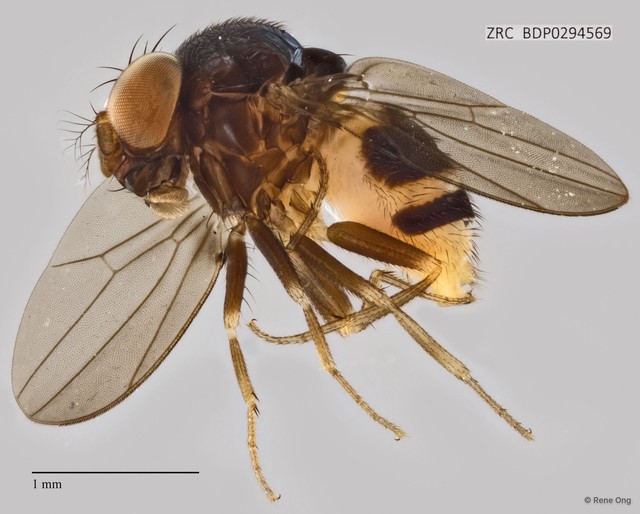 Mycodrosophila sp. "ZRCBDP0294569"•&copy; Rene Ong•All Rights Reserved