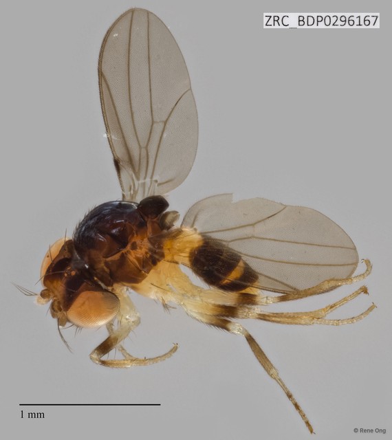 Mycodrosophila sp. "ZRCBDP0296167"•&copy; Rene Ong•All Rights Reserved
