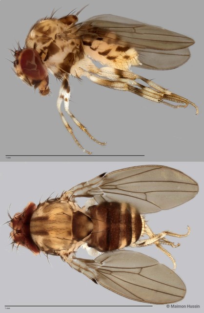 Paramycodrosophila sp. "ZRCBDP0025302"•&copy; Maimon Hussin•All Rights Reserved