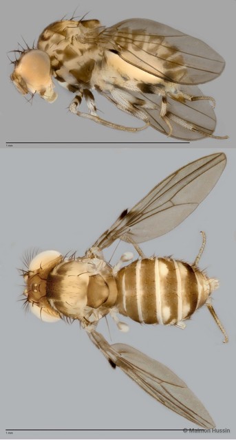 Paramycodrosophila sp. "ZRCBDP0025447"•&copy; Maimon Hussin•All Rights Reserved