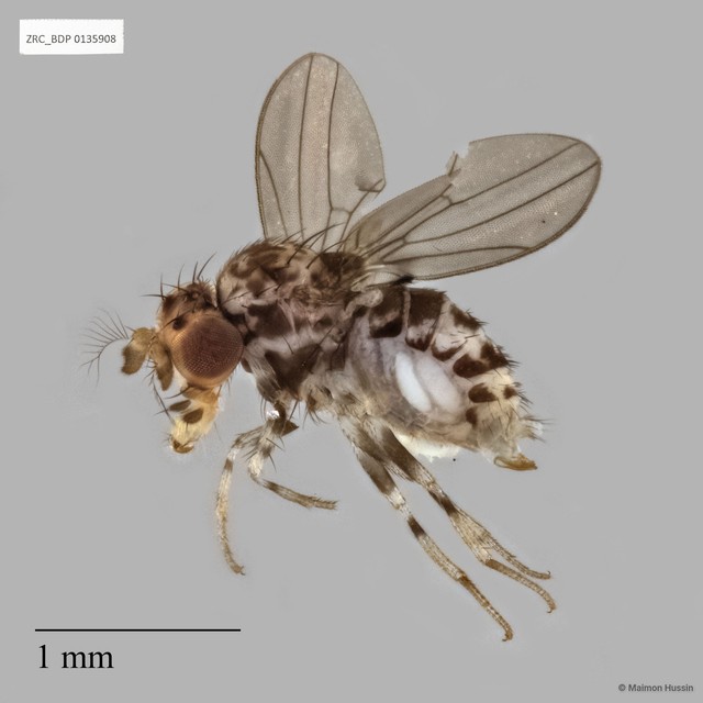 Paramycodrosophila sp. "ZRCBDP0135908"•&copy; Maimon Hussin•All Rights Reserved