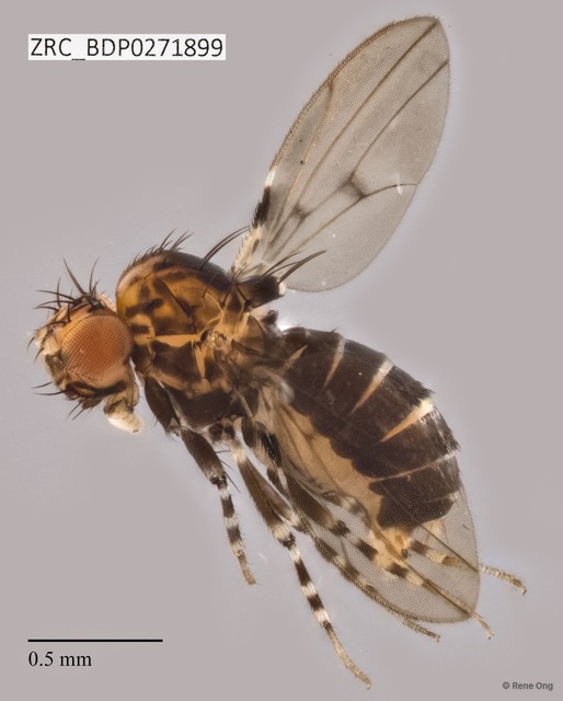 Paramycodrosophila sp. "ZRCBDP0271899"•&copy; Rene Ong•All Rights Reserved