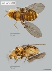 Paramycodrosophila sp. "ZRCBDP0294901"