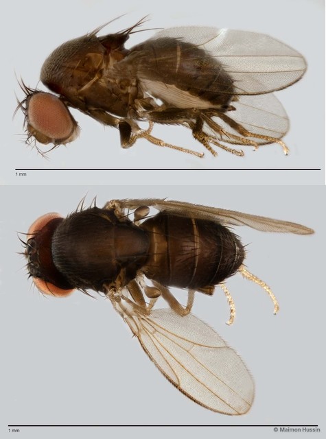 Scaptodrosophila sp. "ZRCBDP0019891"•&copy; Maimon Hussin•All Rights Reserved