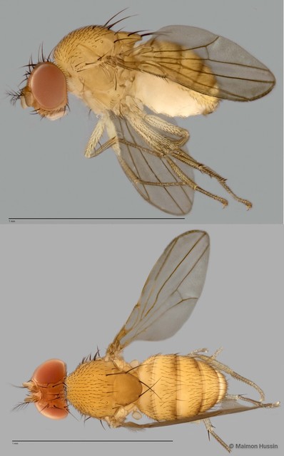 Scaptodrosophila sp. "ZRCBDP0021413"•&copy; Maimon Hussin•All Rights Reserved