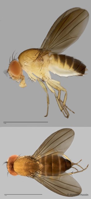 Scaptodrosophila sp. "ZRCBDP0021765"•&copy; Maimon Hussin•All Rights Reserved