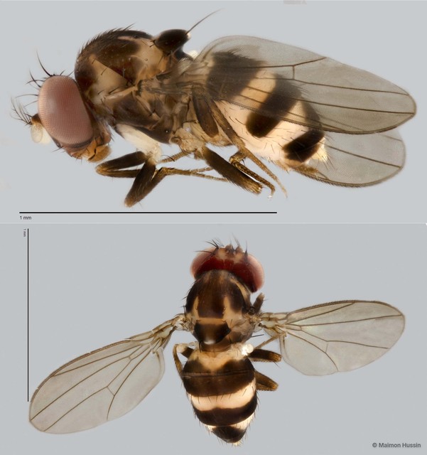 Scaptodrosophila sp. "ZRCBDP0025307"•&copy; Maimon Hussin•All Rights Reserved