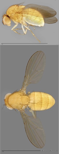 Scaptodrosophila sp. "ZRCBDP0025450"•&copy; Maimon Hussin•All Rights Reserved