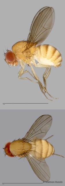 Scaptodrosophila sp. "ZRCBDP0025713"•&copy; Maimon Hussin•All Rights Reserved