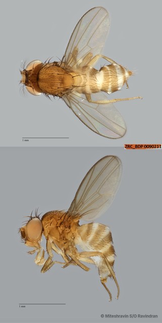 Scaptodrosophila sp. "ZRCBDP0090211"•&copy; Miteshravin S/O Ravindran•All Rights Reserved