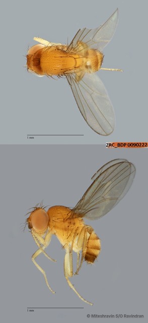 Scaptodrosophila sp. "ZRCBDP0090222"•&copy; Miteshravin S/O Ravindran•All Rights Reserved
