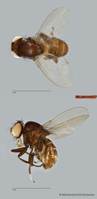 Scaptodrosophila sp. "ZRCBDP0090575"•&copy; Miteshravin S/O Ravindran•All Rights Reserved